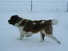 st-bernard clubs