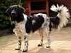 stabyhoun stud-dogs