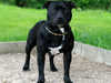 Staffordshire Bull Terrier