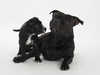 staffordshire-bull-terrier breeders