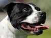 staffordshire-bull-terrier owners