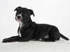 staffordshire-bull-terrier stud-dogs