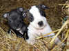 staffordshire-bull-terrier puppies