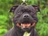 staffordshire-bull-terrier results