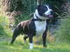 staffordshire-bull-terrier clubs