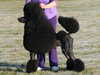 standard poodle