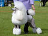 standard-poodle breeders