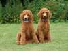 standard-poodle owners