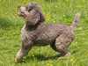 standard-poodle stud-dogs