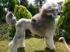 standard-poodle puppies
