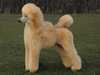 standard-poodle results