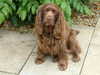 sussex-spaniel breeders