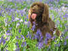 sussex-spaniel owners