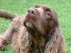 sussex-spaniel stud-dogs