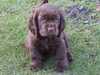 sussex-spaniel puppies