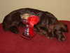 sussex-spaniel results