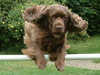 sussex-spaniel clubs