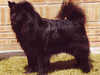 swedish lapphund