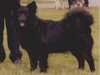 swedish-lapphund stud-dogs