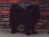 swedish-lapphund clubs
