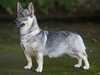 swedish vallhund