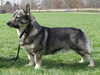 swedish-vallhund breeders