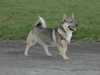 swedish-vallhund owners