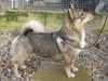 swedish-vallhund stud-dogs