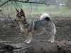 swedish-vallhund puppies