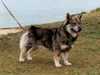 swedish-vallhund results
