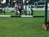 swedish-vallhund clubs
