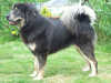 tibetan mastiff