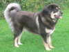 tibetan-mastiff breeders