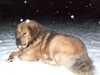 tibetan-mastiff owners