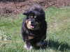 tibetan-mastiff stud-dogs