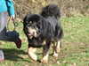 tibetan-mastiff puppies