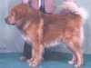 tibetan-mastiff results