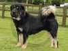 tibetan-mastiff clubs