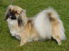 tibetan spaniel