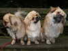 tibetan-spaniel owners