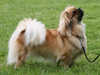 tibetan-spaniel stud-dogs