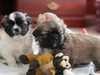 tibetan-spaniel puppies