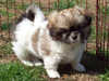 tibetan-spaniel results