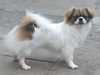 tibetan-spaniel clubs