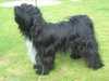 tibetan terrier