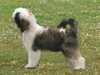 tibetan-terrier breeders