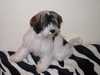 tibetan-terrier owners