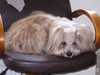 tibetan-terrier stud-dogs