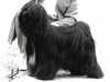 tibetan-terrier clubs