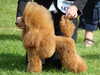 Toy Poodle